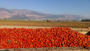 אסיף עגבניות לתעשייה בעמק החולה
